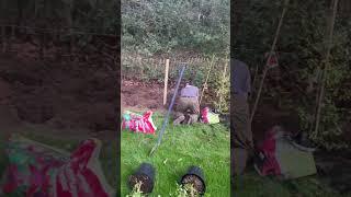 Planting a pyracantha hedgerow
