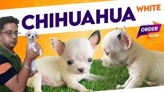 OMG! White apple head Chihuahua puppies in India | Buy top quality teacup Chihuahua