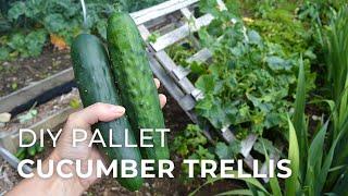 Cucumber Pallet Trellis & new plants for the Veggie Garden