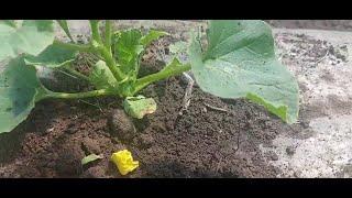 Дневник Агронома №32 Помощь при заморозках  До и после