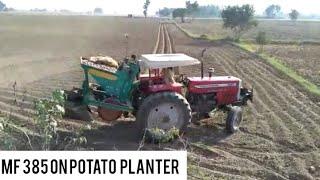 Mf 385 performance on potato  planter || potato farming