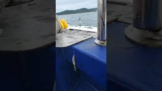 주꾸미 선상낚시 갑오징어 골라 잡는 채비#shorts