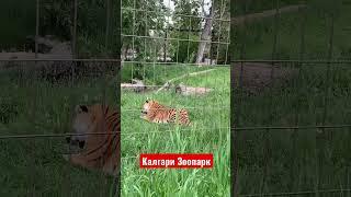 Жизнь в Калгари Канада.Чем Заняться в Калгари. Макс Малышев Риэлтор