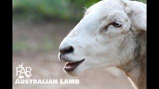 AUSTRALIAN LAMB