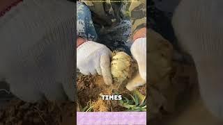 Looks Like Garlic, Worth Much More #short #looks #like #garlic #worth #much #more #facts