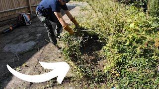 We Stepped In to Help a Single Mother Struggling To Maintain Her OVERGROWN Yard | Satisfying Results