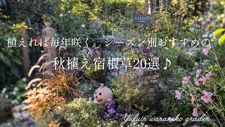 【2024　10月〜】植えれば毎年咲く　シーズン別で紹介!おすすめの秋植え宿根草20選