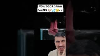 How dogs drink water will shock you  #curiouspavel #curiouspavelreacts #dog