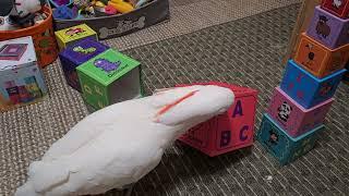 Cockatoo & The Towering Boxes