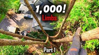 We Lost Our Minds After Cutting 1,000 Limbs! Cedar Removals Part 1