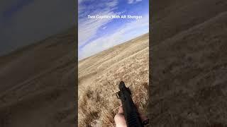 Coyote Double With AR Shotgun | Outdoor Jack