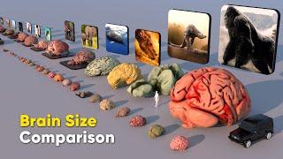 Brain Size Comparison 3D | Biggest Brain | Fictional Brain