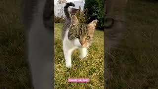 How fast does a cat run?  #cat #catlover #catvideos #catcat #happyfelines #happycatsletsgo