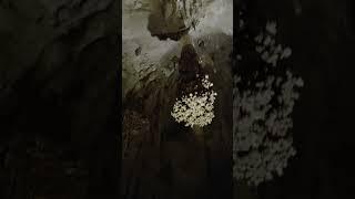 Inside the Big Chamber at Carlsbad Cavern