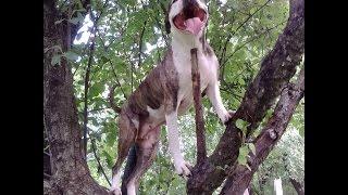 [15-23 Iulie 2015 ] EFORIE NORD , Plaja Belona - Amstaff jucandu-se in valurile marii .