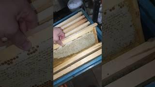 качаем весенний мёд #bee #пасека #beekeeper #пчёлы #пчеловодство #мёд #beekeeping #honey #таёжныймёд