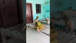 Itni kirpa sanware banaye rakhna #shree_krishna_ringtone #monkeyvideosforkids #monkey