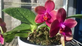 Phalaenopsis Mituo Sun Queen Lotus super fragrant hybrid of Bellina