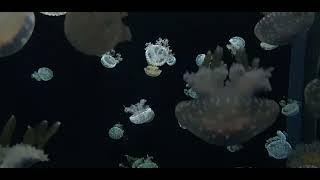 background video of jellyfish, relaxing video / ubur-ubur berenang di akuarium