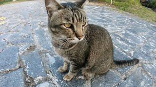 Balinese Tabby Cat Glory