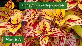 #2 Колеусы в Украине - Обзор лучших сортов, 2 серия / 2024 / Garden Coleus