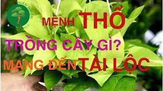 TOP 7 LOẠI CÂY PHONG THỦY TUYỆT ĐẸP DÀNH CHO NGƯỜI MỆNH THỔ - MAY MẮN TÀI LỘC - SẮC MÀU THIÊN NHIÊN