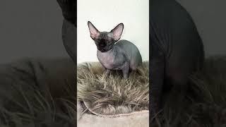 Лысая кошка сфинкс не плачет sphynx don’t cry