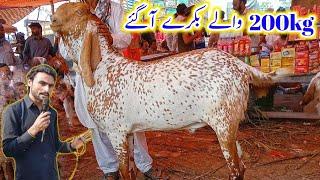 Madrasa bakra mandi Pakistan update makhi cheene heavy weight 200kg wale bakre agye by Shahzad Shah