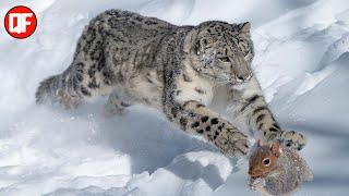 LEOPARDO DAS NEVES CAÇANDO EM ALTURAS INCRÍVEIS.(Animais Selvagens)