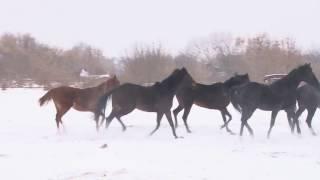 Старожиловский конезавод все же закроют.