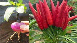 How to grow peppers at home,, how to propagate chillies use onion step by step