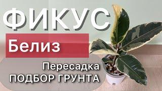 Пересадка ФИКУСА из торфа с полной очисткой корней. На фитиль Подбор нового грунта Дневник садовода