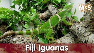 Fiji Iguanas (Brachylophus) Basic