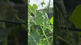 Cucamelons in containers: Unique gardening for zone 5!