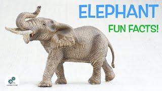 ELEPHANT FACTS! | Fun & Educational | For Kids | Best Animal Facts | From Learning Toolkit