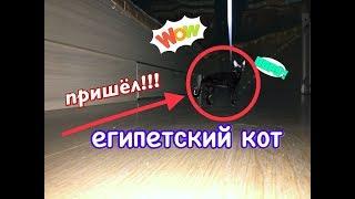 Вызов ЕГИПЕТСКОГО КОТА / Он пришёл! ШОК всё принёс!!!!!