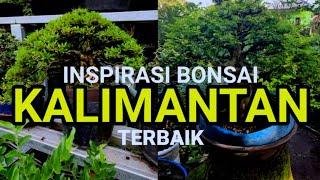 INSPIRASI BONSAI KALIMANTAN / TAUSI