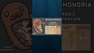 CELL ORGANELLE SONG #biology #song #science #cell #animation #education #comedy #organelle #funny