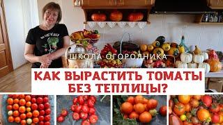 КАК ВЫРАСТИТЬ ТОМАТЫ БЕЗ ТЕПЛИЦЫ? Томаты в открытом грунте в сложных условиях