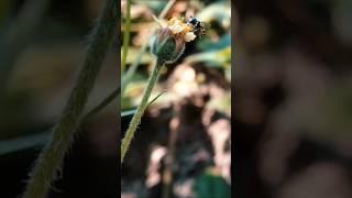 Little bee #shorts #macrovideo #macro #macrovideography #insect