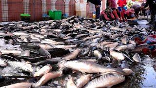 Mullet Roe Cutting Skills, Mullet Roe Making/取烏魚子技巧,烏魚子製作 - Taiwan Seafood