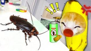 Banana Cat vs. The Cockroach: A Hilarious Battle of Fear!  Baby Banana Cat Compilation | Cat MEME 