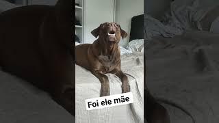 O Cachorro mais Falante de Todos os Tempos! #cachorro #labrador #shorts