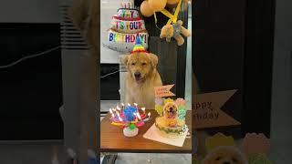 FUNNY AND SMART AT SAME TIME LOL #lol #funny #animals #funnycute #wacky #gregarious #funnymoment 