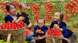 Two poor sister help their mother collect firewood - Harvest tomatoes to sell at the market