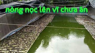 kỹ thuật chăm sóc nòng nọc đang lên vĩ 21 ngày tuổi,