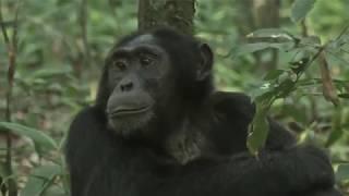 The most gentle Chimpanzee