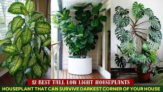 12 Best Tall Low Light Houseplants #indoorplants