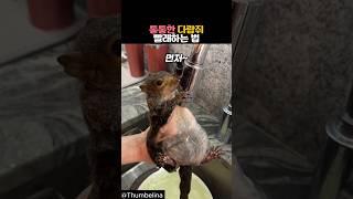 통통한 다람쥐 빨래하는 법 #동물 #다람쥐 #청설모