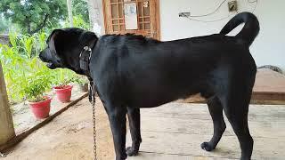 Black Labrador dog barking video #labrador #guarding #barking #puppy